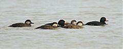 Black Scoter